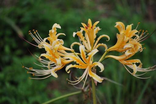 [Flower photo] Scenery of blooming red spider lilies, JPG
