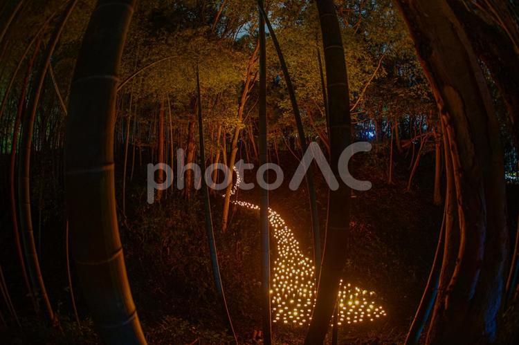 竹林ライトアップ（小机城址市民の森） 竹林,竹林ライトアップ,小机の写真素材