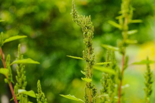 ホソアゲイトウ⑵ 花,ホソアゲイトウ,植物の写真素材