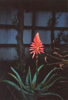 夜の庭のアロエの花01 夜の庭のアロエの花01 夜,庭,アロエの写真素材