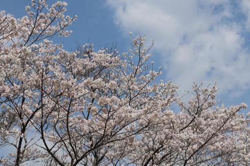 桜 桜の写真
