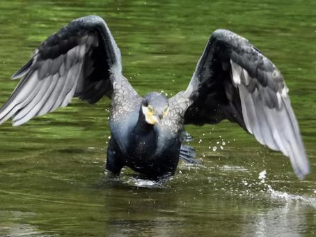 飛び立つカワウ 飛び立つカワウの写真