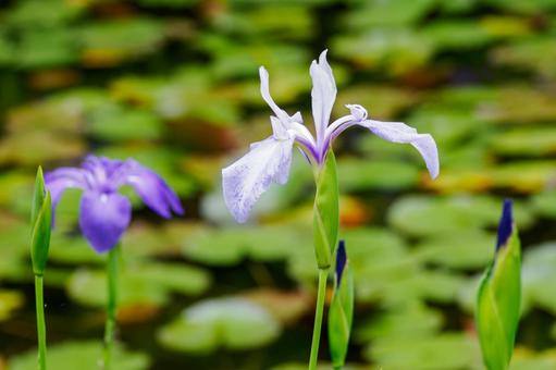 カキツバタ⑺の写真