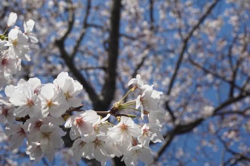 桜の写真
