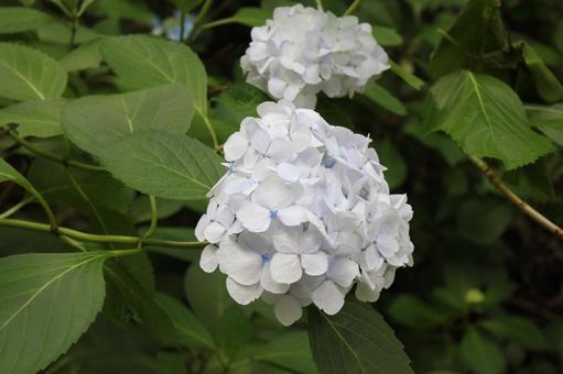 Hydrangea 52, JPG