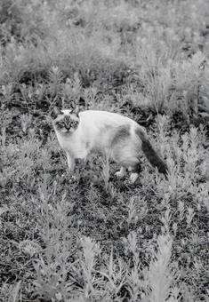 Monochrome stray cat, JPG
