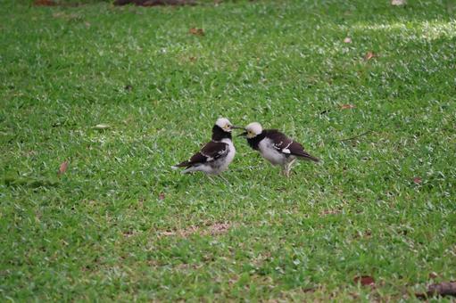 緑地でけんかするクビワムクドリの風景 緑地,けんか,クビワムクドリの写真素材