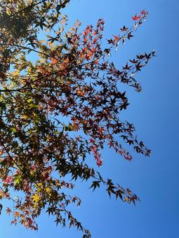 紅葉 紅葉 晴天,自然,紅葉の写真素材