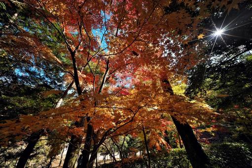 成田山公園の紅葉と光条 千葉県成田市,成田山公園,紅葉狩りの写真素材