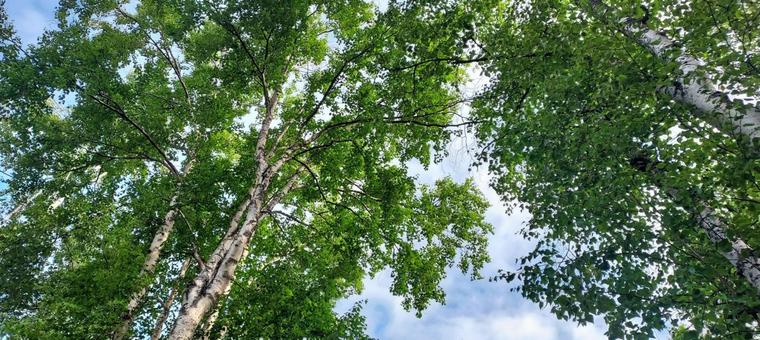 アラスカの白樺と青空 3 アラスカの白樺と青空 3の写真