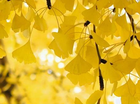 イチョウ 銀杏,イチョウ,落ち葉の写真素材