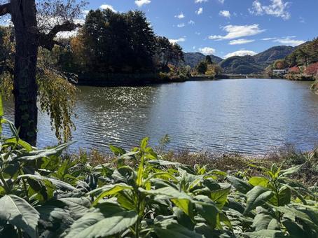 晩秋の小坂田池（長野県塩尻市） 小坂田池,池,pondの写真素材