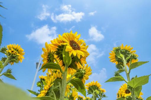 夏のひまわり 夏のひまわり ひまわり,ヒマワリ,向日葵の写真素材