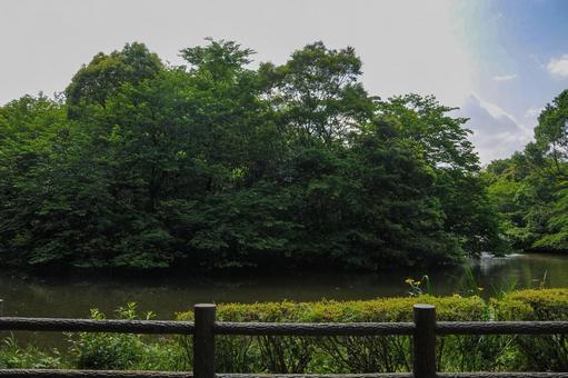 和田堀公園の和田堀池 和田堀公園の和田堀池 和田堀公園,和田堀池,公園の写真素材
