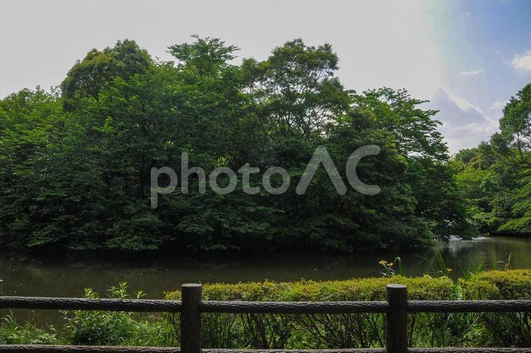 和田堀公園の和田堀池 和田堀公園,和田堀池,公園の写真素材
