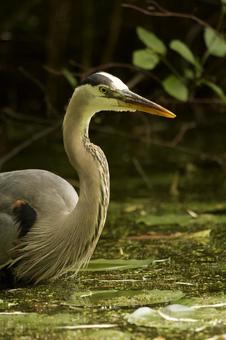 Grey Heron, JPG