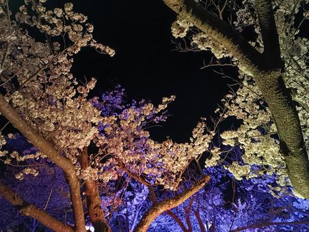 Cherry blossoms at night 08, JPG Cherry blossoms at night 08, JPG