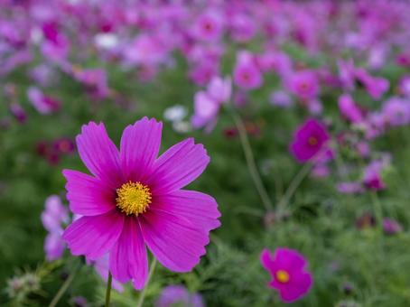 コスモスの写真