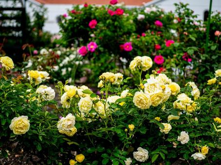 群生している淡い黄色の小さな薔薇 群生している淡い黄色の小さな薔薇の写真