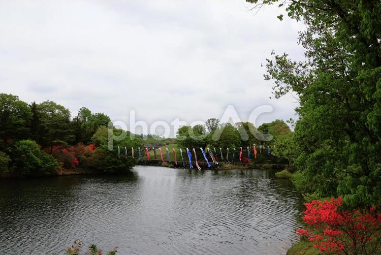 ４月下旬の公園のつつじと鯉のぼりと池 つつじ,花,赤の写真素材