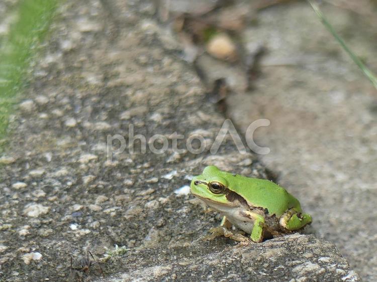 黄緑色のアマガエル 蛙,雨蛙,小型の写真素材