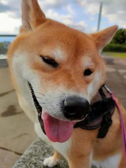 お散歩中にひと休みする柴犬くるみです! お散歩中にひと休みする柴犬くるみです!の写真