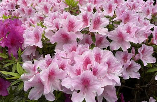 Azalea, JPG Azalea, JPG