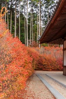 呑山観音寺の紅葉(ドウダンツツジ) 呑山観音寺の紅葉(ドウダンツツジ) 呑山観音寺,福岡,福岡県の写真素材