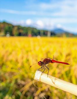 赤とんぼ・背景は刈り入れ前の稲穂 赤とんぼ・背景は刈り入れ前の稲穂の写真