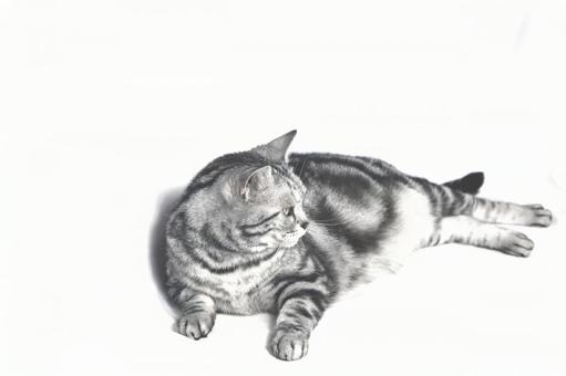 猫 猫の写真
