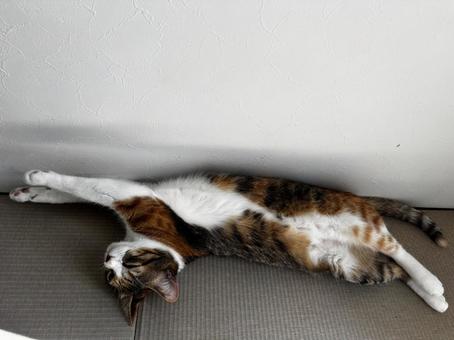 三毛猫　お昼寝 三毛猫,ミケ,ネコの写真素材