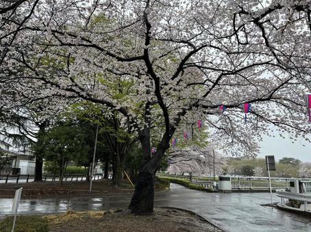 桜道 春,桜,晴天の写真素材
