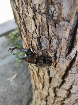カブトムシ カブトムシの写真