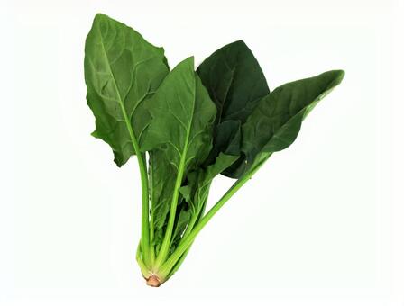 ほうれん草01 ほうれん草,ベランダ,土壌栽培の写真素材