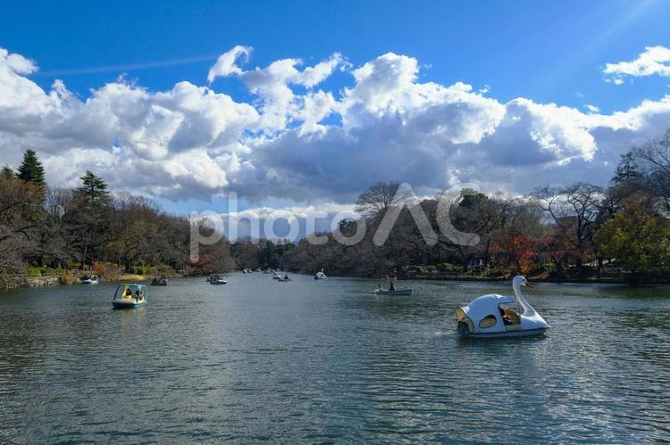 井の頭公園 井の頭恩賜公園,井の頭池,神田川の写真素材