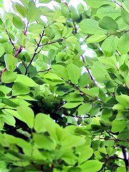 桜の木 葉桜 桜の木 葉桜の写真