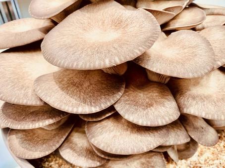 巨大なキノコの写真