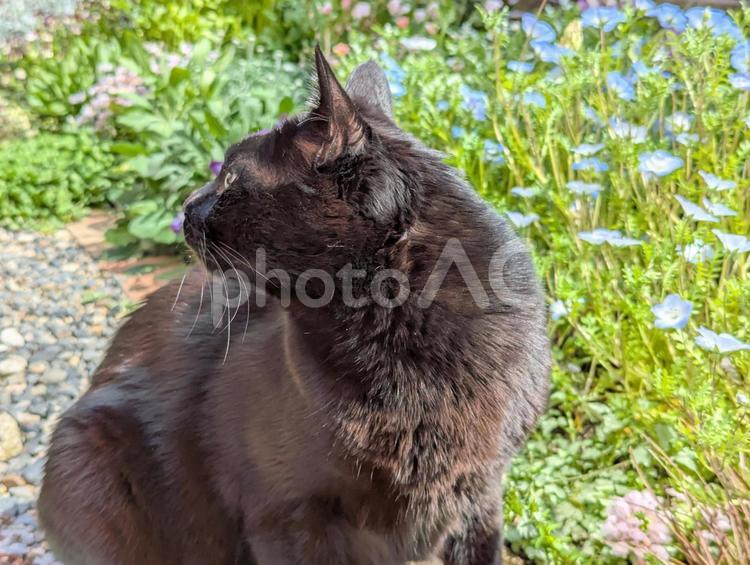 猫の横顔 2 猫,黒,横顔の写真素材