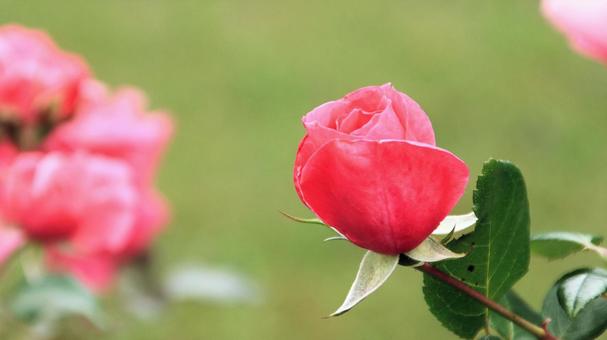 河津バカテル公園　秋バラ 薔薇,秋,花の写真素材