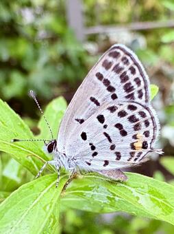 ムシャクロツバメシジミかな？ シジミチョウ,蝶,昆虫の写真素材