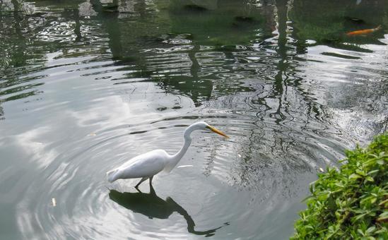 シラサギの写真