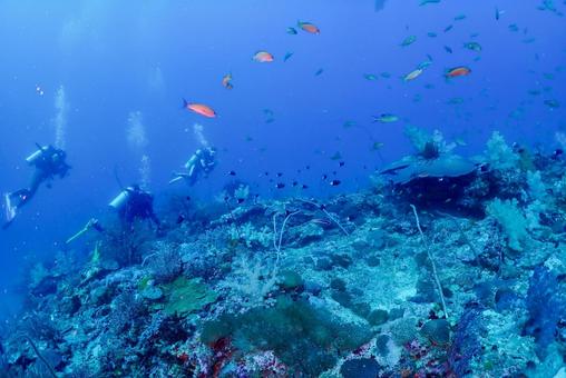 沖縄・西表島 青い海とダイバー 沖縄・西表島 青い海とダイバー スキューバダイビング,ダイビング,珊瑚礁の写真素材