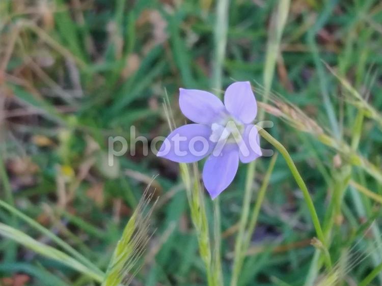 紫のニワゼキショウの花 ニワゼキショウ,雑草,紫の写真素材