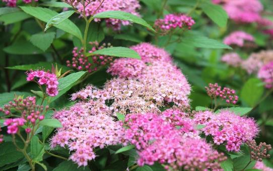 シモツケの花2色 シモツケの花2色の写真