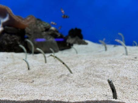 チンアナゴ チンアナゴ チンアナゴ,水族館,魚の写真素材