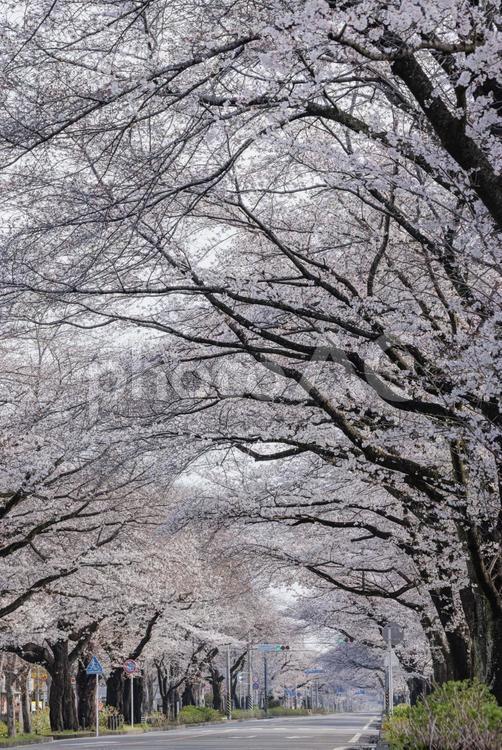 相模原 市役所さくら通り 桜並木 春,木,さくらの写真素材