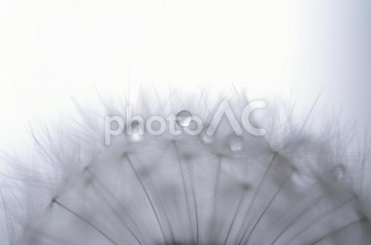 たんぽぽの綿毛と水滴07 たんぽぽ,タンポポ,たんぽぽの綿毛と水滴の写真素材