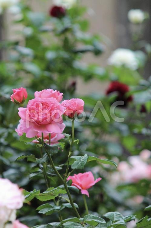 ローズガーデン　ピンクの薔薇　縦構図 薔薇,花,美しいの写真素材