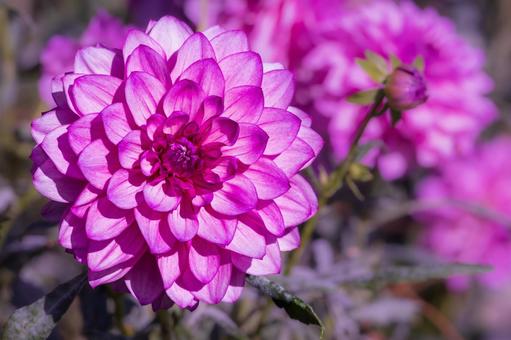 カラフルダリア ダリア,花,マクロの写真素材