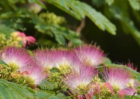 Silk tree flower, JPG Silk tree flower, JPG
